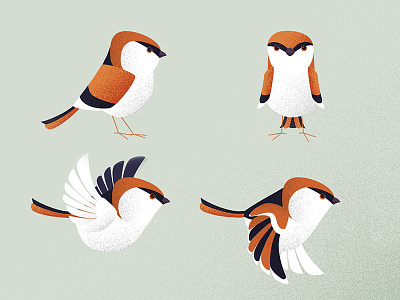 Rupert the Sparrow animation bird character design