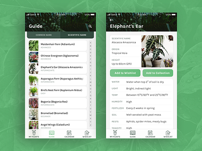 Plant Tracker: Guide app concept plant sketch