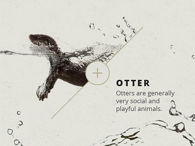 Otter Fun Fact animals fact fun graphic otter