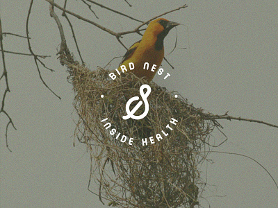 Salux bird brand canaries design freelance functional food health identity nature nest