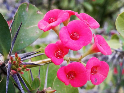 Red Flower