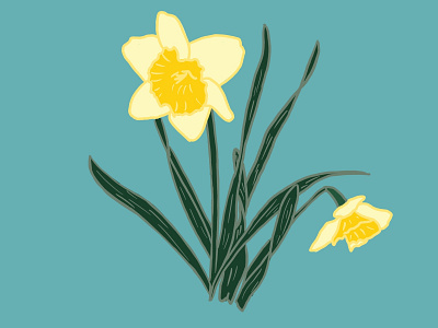 Daffodil illustration