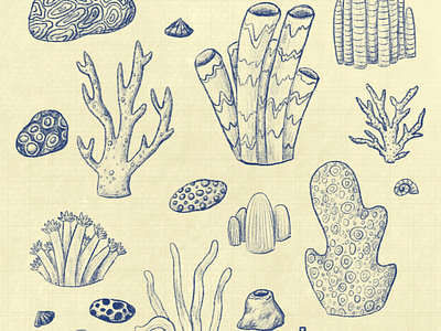 coral reef sketch