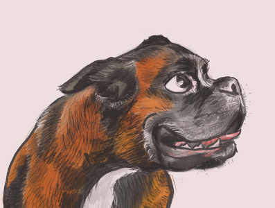 Rocky artprint boxer dog dribbbleweeklywarmup goodboy goodgirl illustration procreate