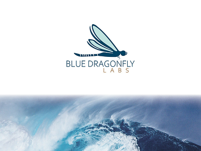 BLUEDRAGONFLY LABS blue brand branding dragonfly labs logo logo concept logo design trading