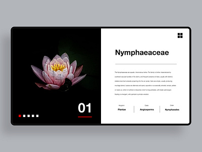 Nature Encyclopedia branding design identity minimal typography ui ui design web web design landing page website