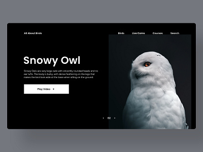 Birds Encyclopedia bird birds branding design encyclopedia identity typography ui ui design uidesign web web design landing page website