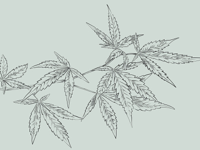 Hemp Leaves Illustration botanical botanico dibujo handdrawn handmade hemp herbal illustration ilustración plant planta sketch