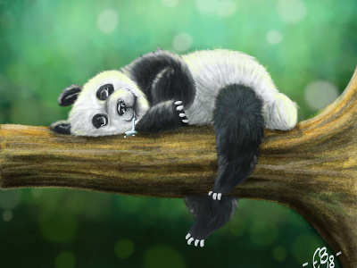 Panda cartoon character character design cute drooling funny illustration panda sleepy