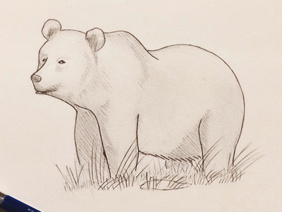 Bear Illustration bear drawing illustration pencil sketch