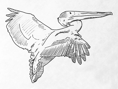 Pelican drawing illustration ink pelican sketch