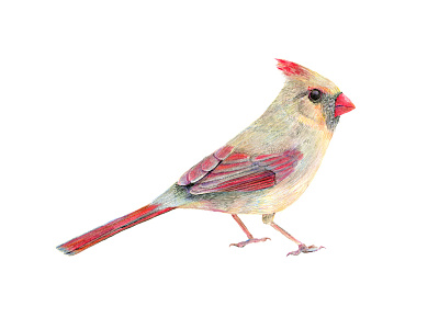 Cardinal birds cardinal drawing feather illustration pencil