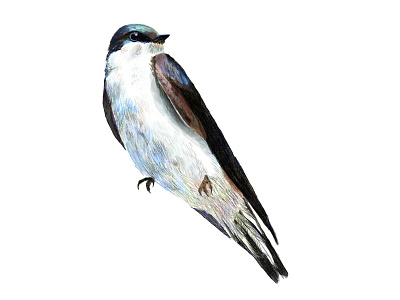 Tree Swallow birds drawing feather illustration pencil swallow tree