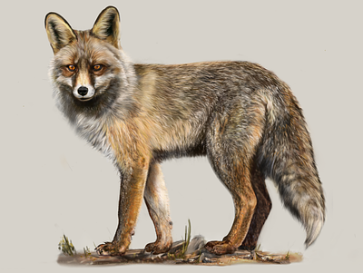 Iberian red fox (Vulpes vulpes silacea) affinity designer digital painting fox scicomm scientific illustration