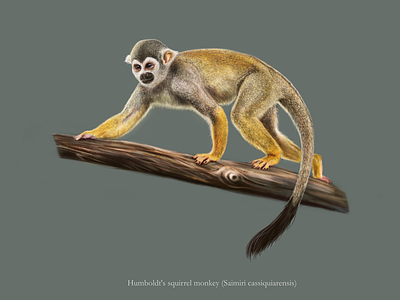 Humboldt's squirrel monkey (Saimiri cassiquiarensis) affinity designer digital painitng illustration monkey scientifi illustration