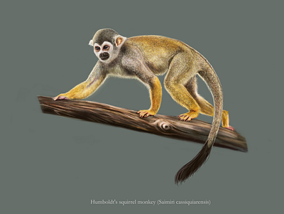 Humboldt's squirrel monkey (Saimiri cassiquiarensis) affinity designer digital painitng illustration monkey scientifi illustration