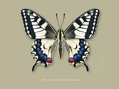 Female old world swallowtail butterfly (Papilio machaon). affinity designer animal butterfly colourful entomology illustration insect lepidoptera moth nature realistic scientific illustration wings