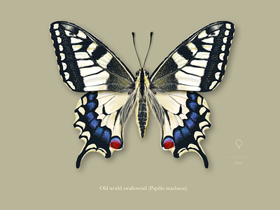 Female old world swallowtail butterfly (Papilio machaon). affinity designer animal butterfly colourful entomology illustration insect lepidoptera moth nature realistic scientific illustration wings