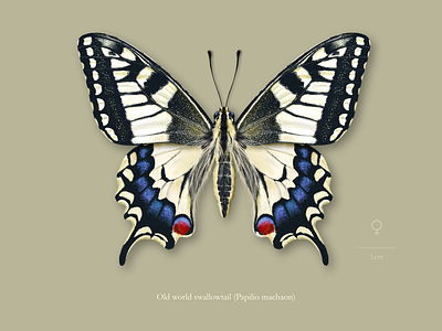 Female old world swallowtail butterfly (Papilio machaon).