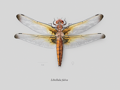 ♀ Scarce chaser (Libellula fulva) affinity designer affinity photo dragonfly insect insecto libellula libelula libelula fulva naturalistic illustration odonata realistic scarce chaser scientific illustration