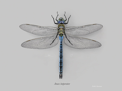 Male emperor dragonfly (Anax imperator) anax imperator digital painting dragonfly emperor dragonfly photoshop scientific illustration