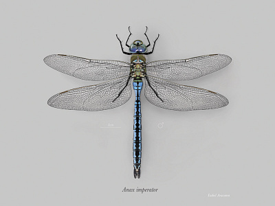 Male emperor dragonfly (Anax imperator)