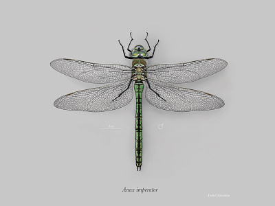 Female emperor dragonfly (Anax imperator) anax imperator digital painting dragonfly emperor dragonfly photoshop scientific illustration