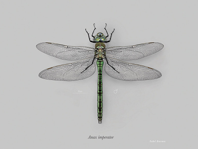 Female emperor dragonfly (Anax imperator)