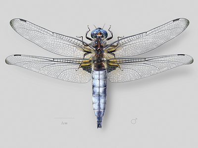 Scarce dragonfly (Libellula fulva) dragonfly nature science scientific illustration wildlife