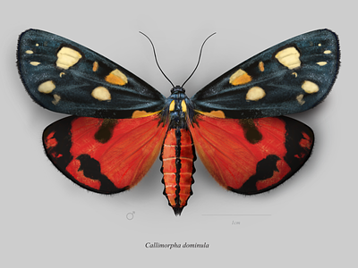 Scarlet tiger moth (Callimorpha dominula) butterfly entomology lepidoptera mariposa moth polilla scientific illustration