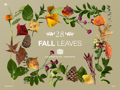 Fall Leaves Bundle assets bundle design elements graphics leaves resource