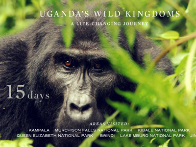Gorilla Trekking- Uganda's Wild Kingdoms gorilla journey jungle luxury safari travel trek uganda wild