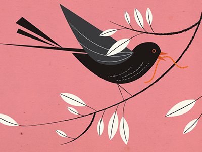 Black bird