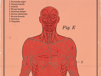Anatomical 60s anatomy color human body icon illustration logo mid century retro science shape vintage