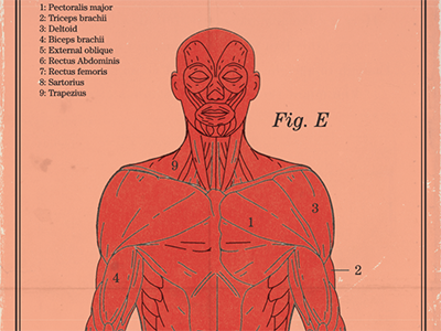 Anatomical