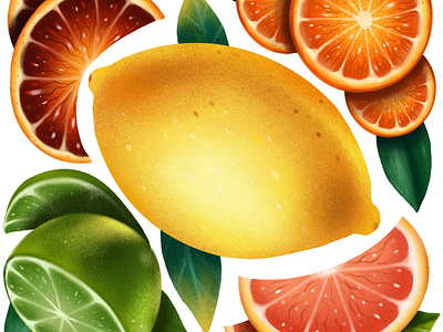 Summer Citrus citrus cookbook illustration digital illustration fruit illustration