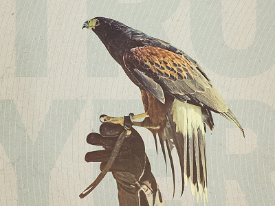 Destroyer animal bird destroyer falcon poster type
