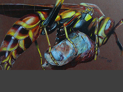 Wasp