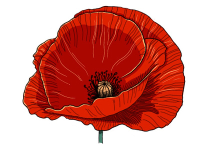 Poppy botanical illustration editorial art illustraion
