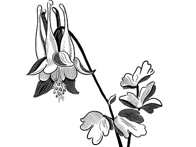 Columbine Illustraion botanical illustration natural illustration procreate