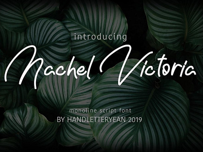 The Nachel Victoria Beautiful typeface font Free font freebies freefont typogaphy typography