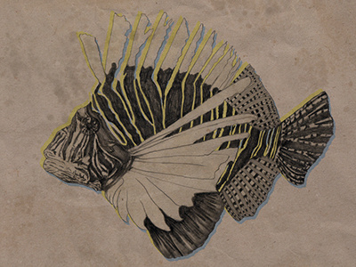 Lionfish bw drawing fish paper