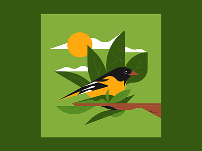 Oriole animal illustration bird illustration illustrator nature nature illustration