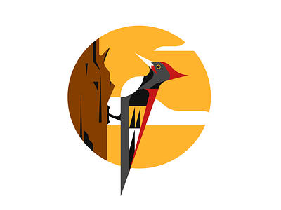 Woodpecker animal illustration bird bird illustration illustration illustrator nature