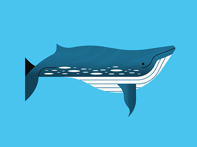 Blue Whale animal animal illustration design illustration illustrator whale