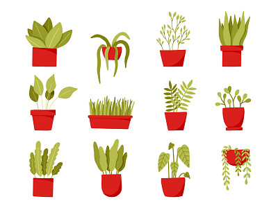 Potted plants