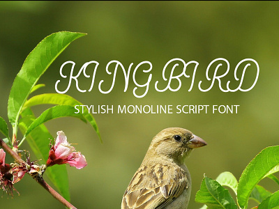 Kingbirds Monoline Script Font Free font fonts freefont typography