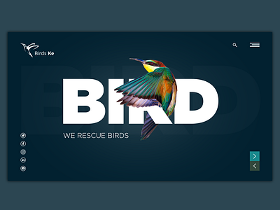 Bird Web Ui graphic design uidesign webdesign