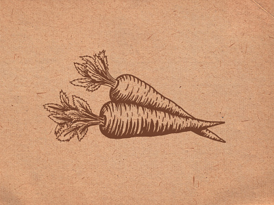 Carrots carrots hand drawn identity illustration