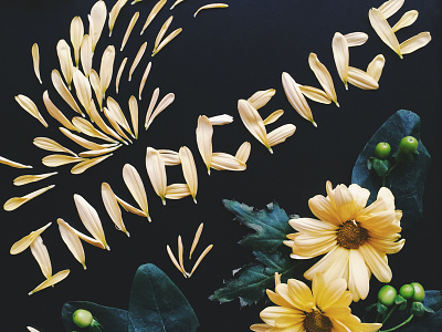 Daisies symbolize innocence daisies daisy floral lettering flower flowers handcrafted innocence lettering petals typography